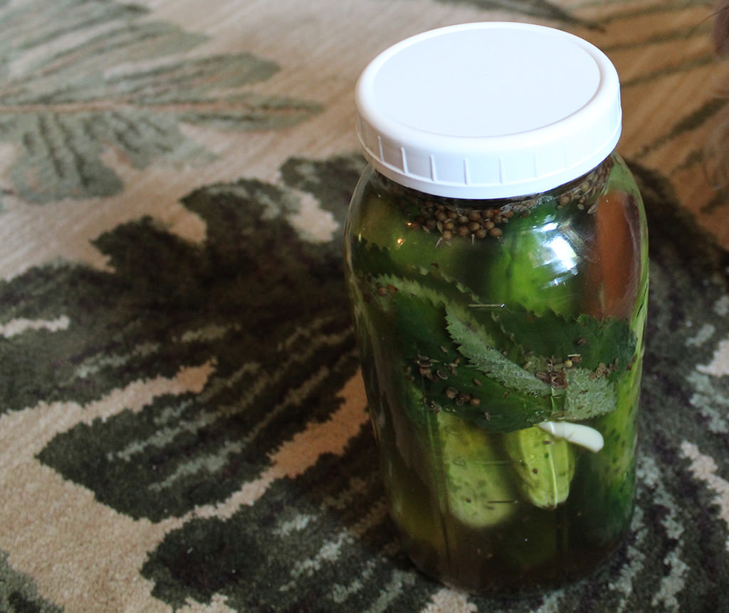 Best Homemade Crunchy Pickles Ever How To Make Fermented Foods