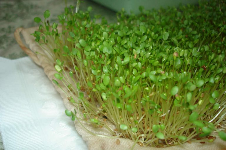 Sprouts Grown On A Hemp Bag Cultured Food Life