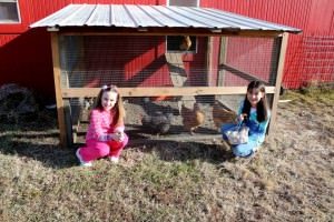Anna's Chickens Anna's Chickens