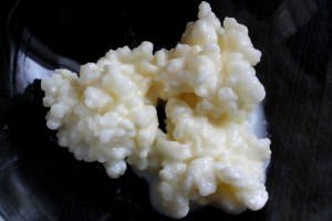 Kefir Grains