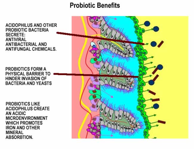 Probiotic benefits
