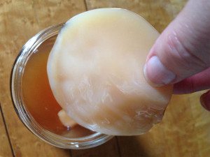 Place your scoby in the tea