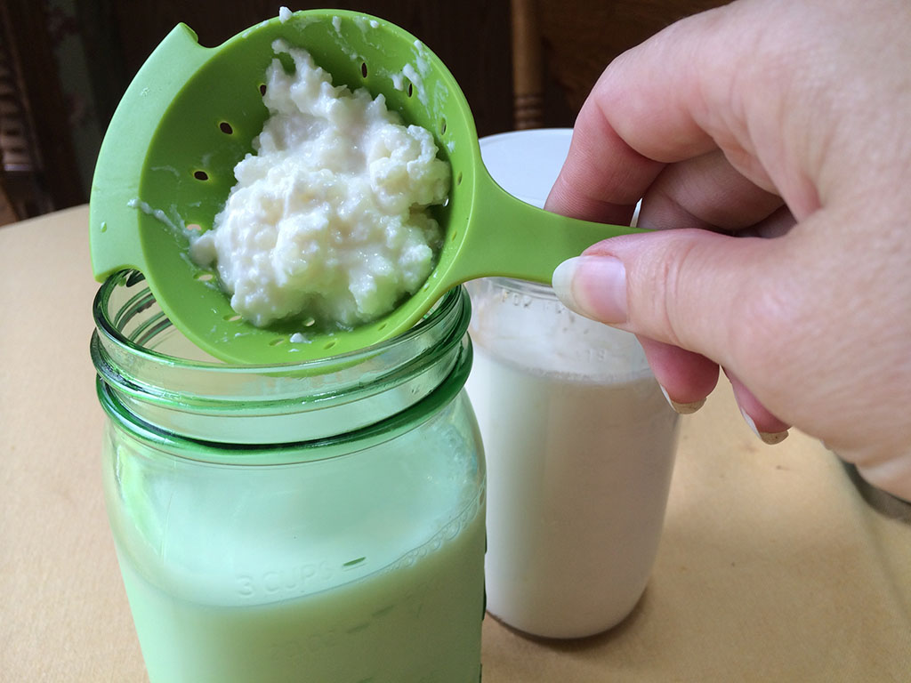 kefir grains and milk