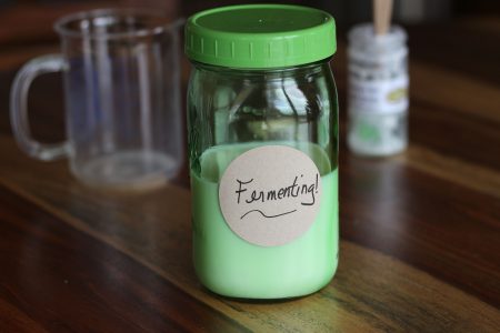 Kefir grains fermenting Kefir grains fermenting