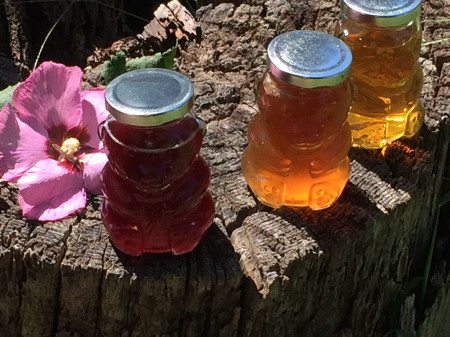 Kombucha Kombucha