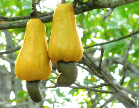 Cashew_apples copy