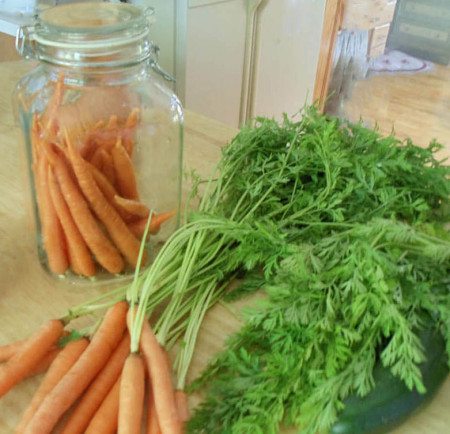 Carrots