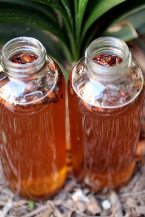 Licorice Kombucha Cultured Food Life