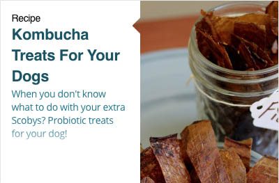 How Much Kefir Can I Give My Dog How Much Kefir Can I Give My Dog