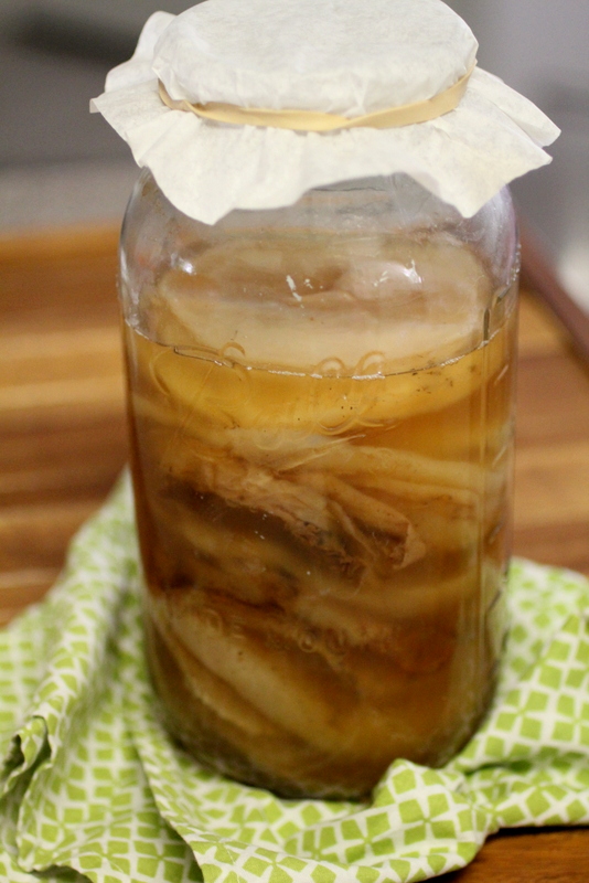 Kombucha Scoby