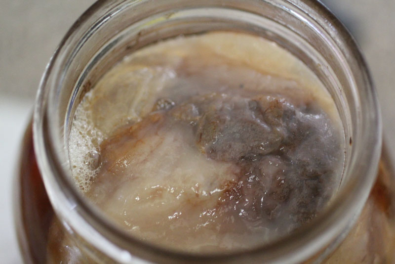 Scoby Yeast