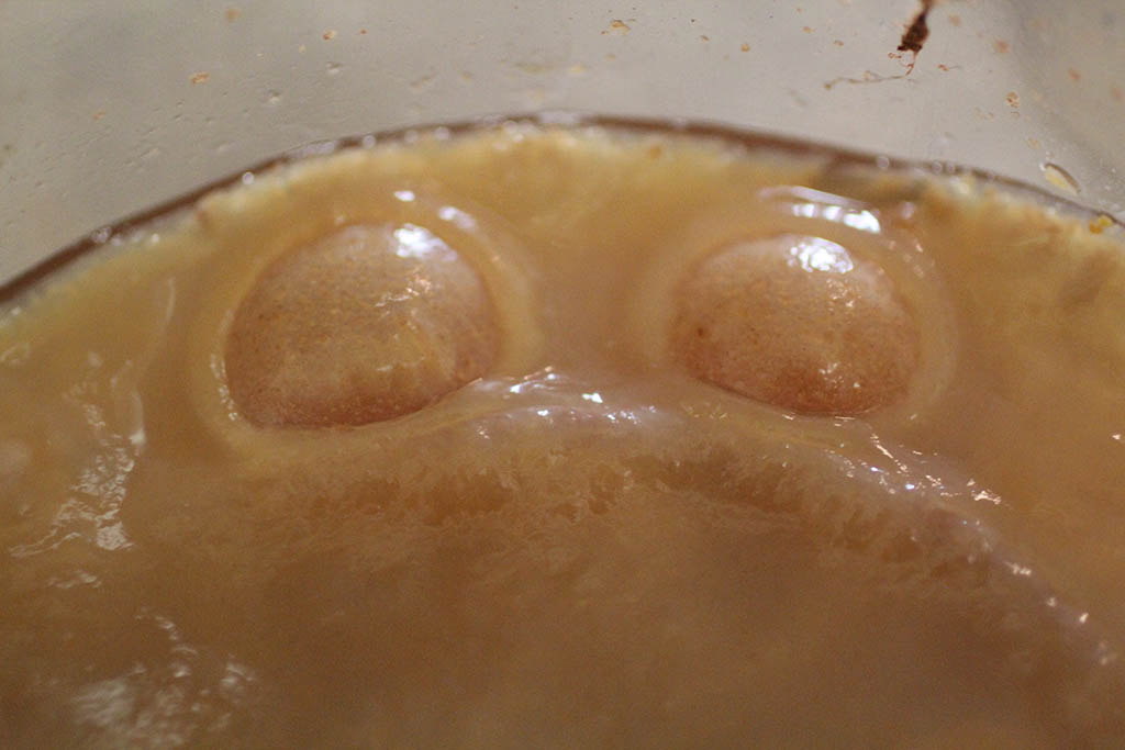 scoby bubbles