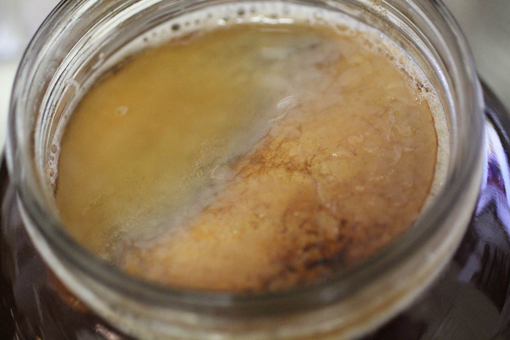 Help! My SCOBY Is UGLY and Other Common Issues Cultured Food Life