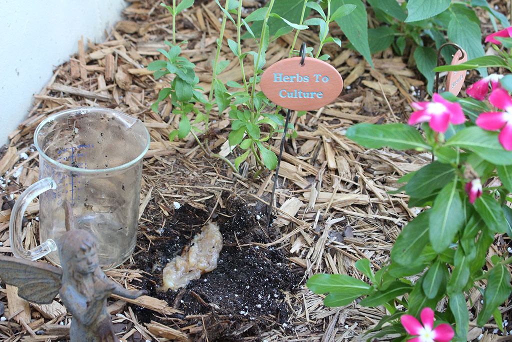 Scoby Garden