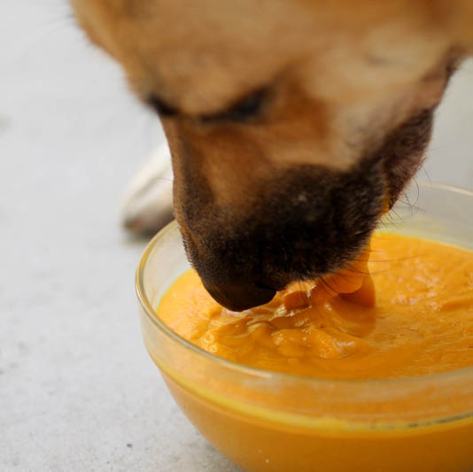 Dog Smoothie Dog Smoothie
