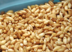 8c2-Sprouted-Hulled-Barley-for-Diastatic-Malt-Powder-300x219