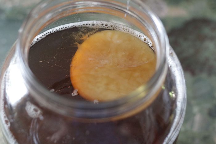 Donna's Live Kombucha Starter - Image 2