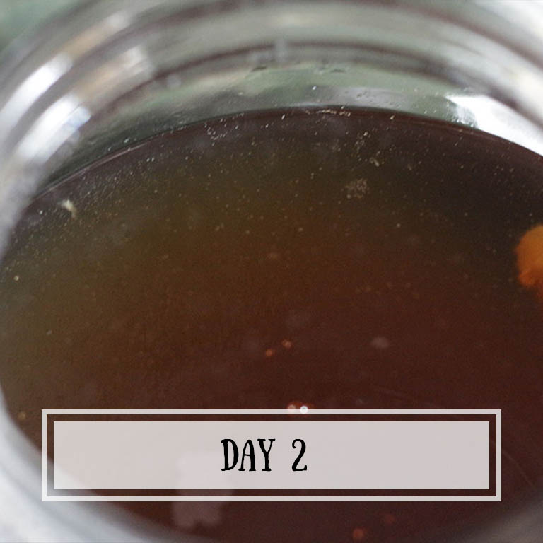 The starter scoby has sunk to the bottom, but some of the yeast from it is trying to go back up.