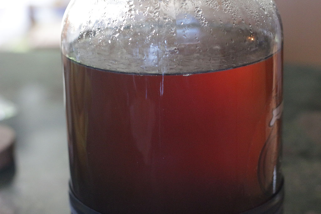 Kombucha Day 3 Side Kombucha Day 3 Side