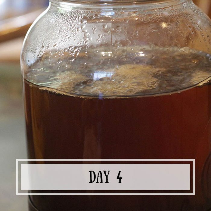 Eight Days With Kombucha - Cultured Food Life