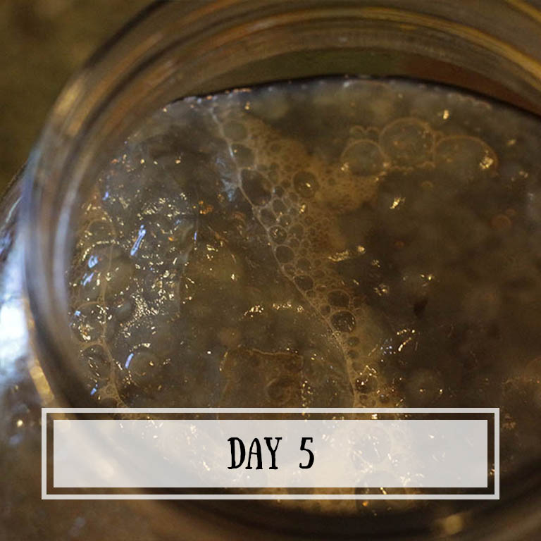 Try not to disturb your SCOBY. You don't want the fizziness to escape!
