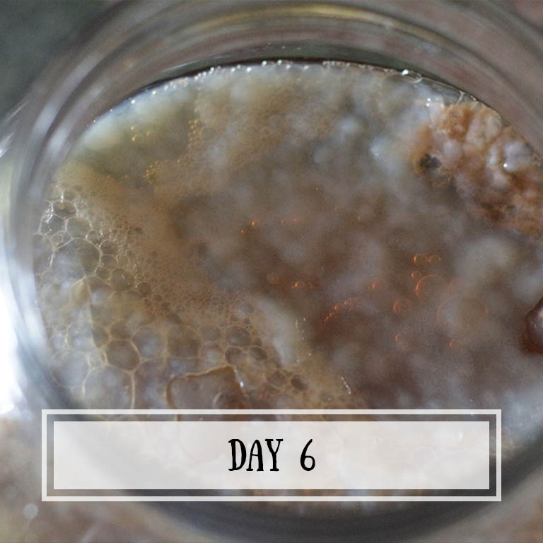 Don't worry if your SCOBY has weird dark spots. This is normal.