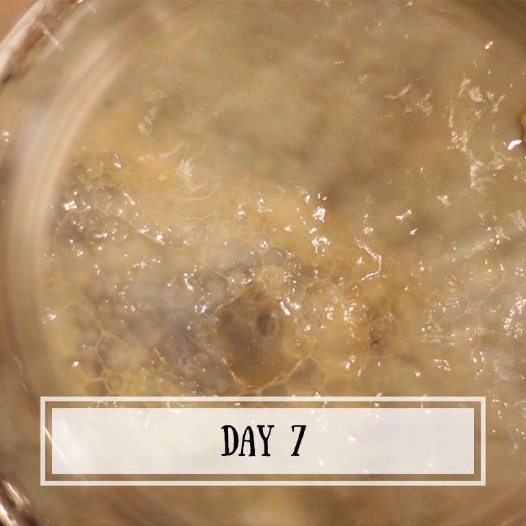 At this point, the SCOBY is pretty much done forming its shape.