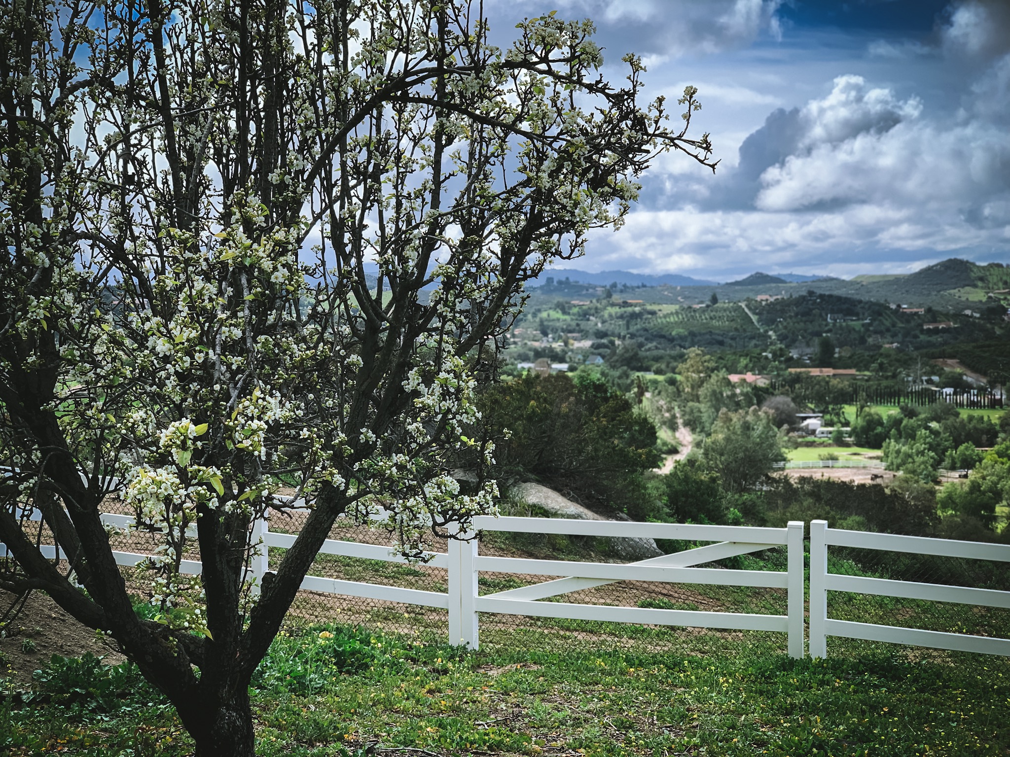 Pear Tree Pear Tree
