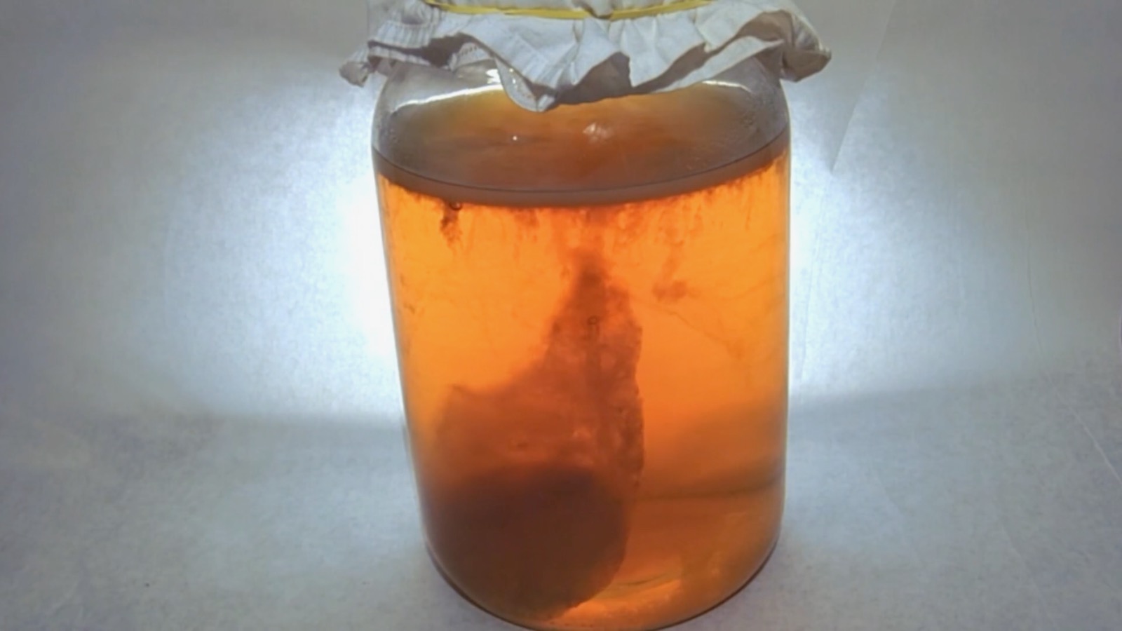 kombucha scoby