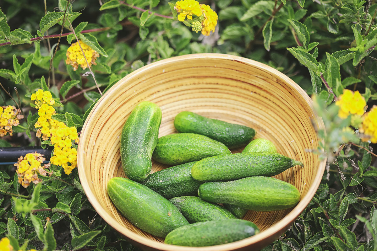 cucumbers for pickles