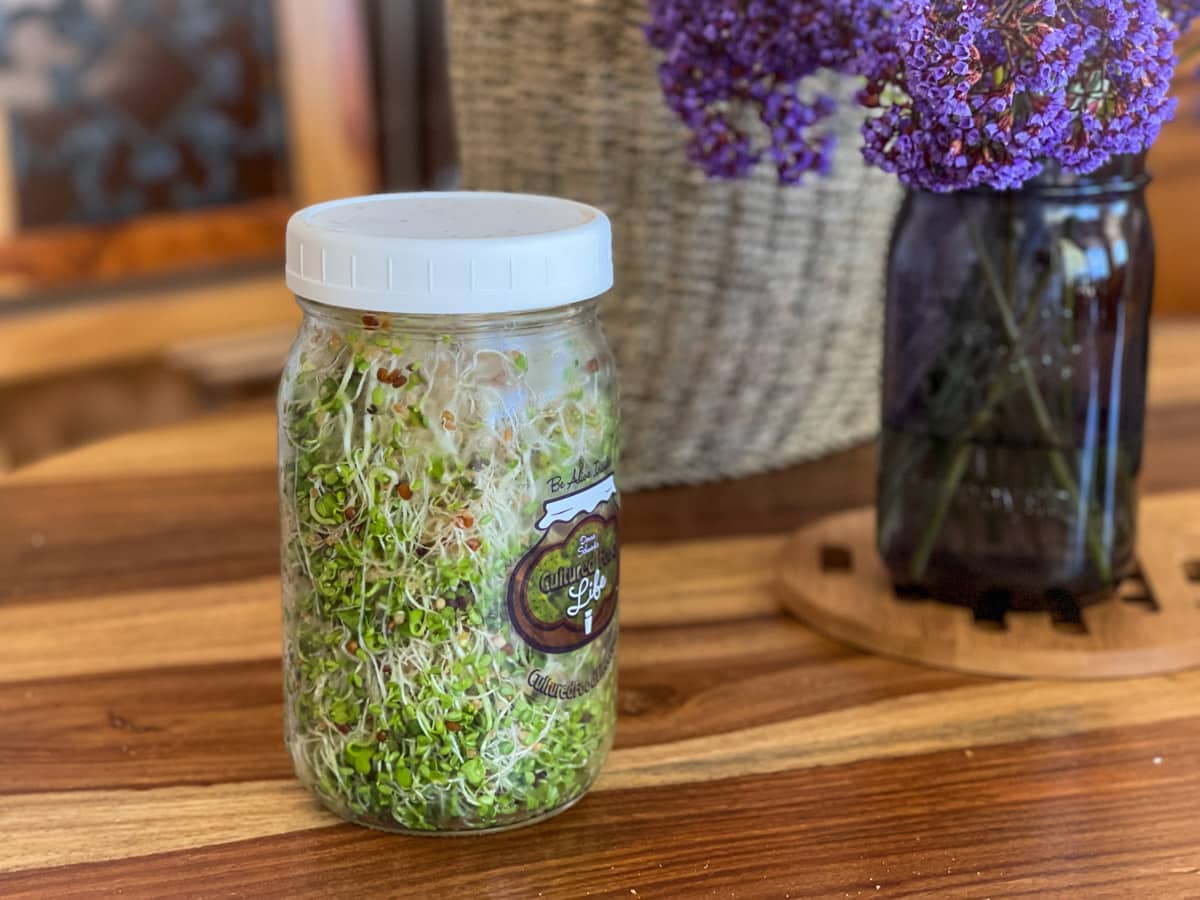 GROWING SPROUTS IN MASON JARS 