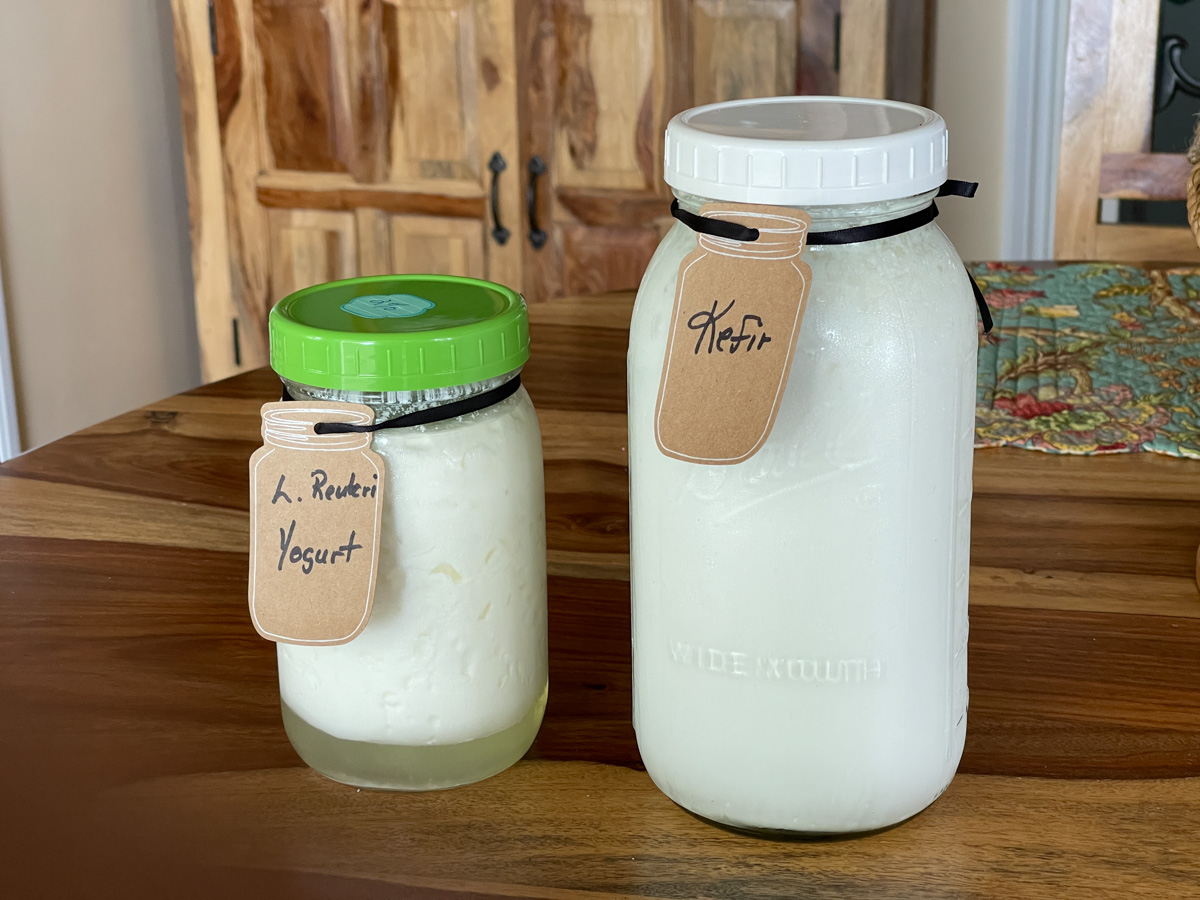 Kefir and L reuteri