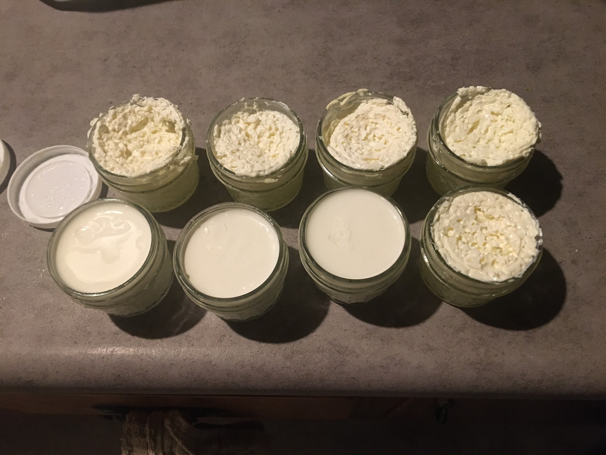 L reuteri jars uneven L reuteri jars uneven