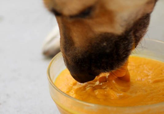 Dog Smoothie