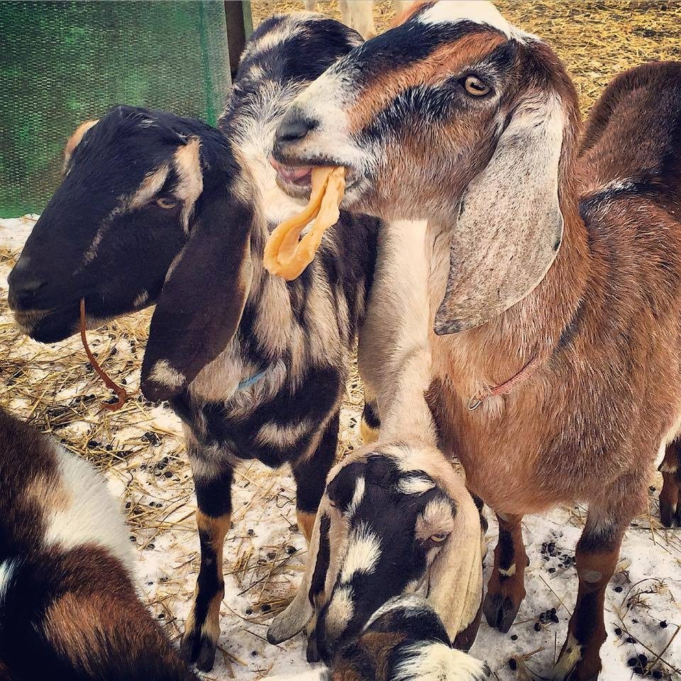 Kombucha and Goats